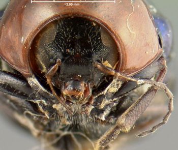Media type: image; Entomology 20029   Aspect: head frontal view